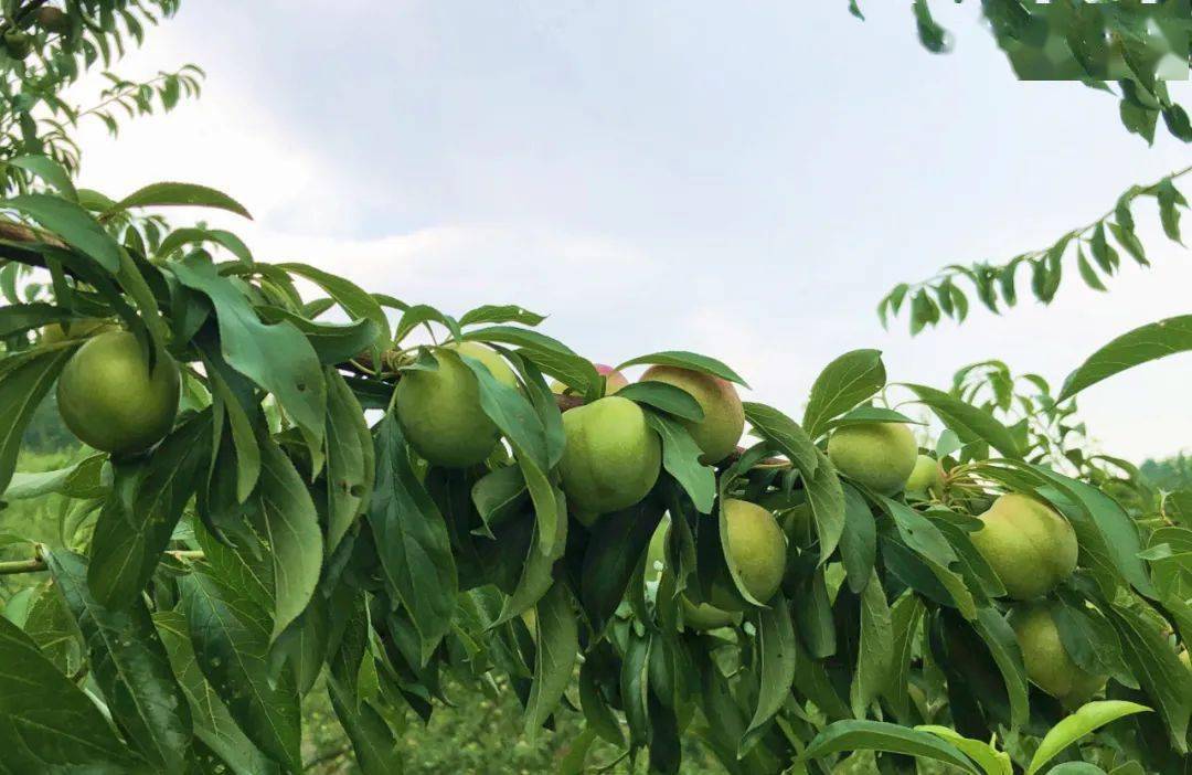 金沙这个地方的脆红李熟了,又脆又甜!_李子