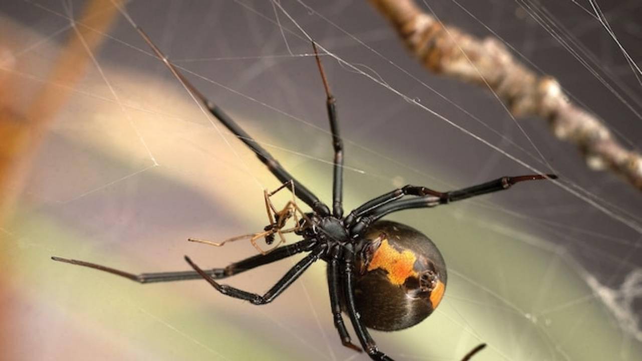 世界上有毒的蜘蛛图片
