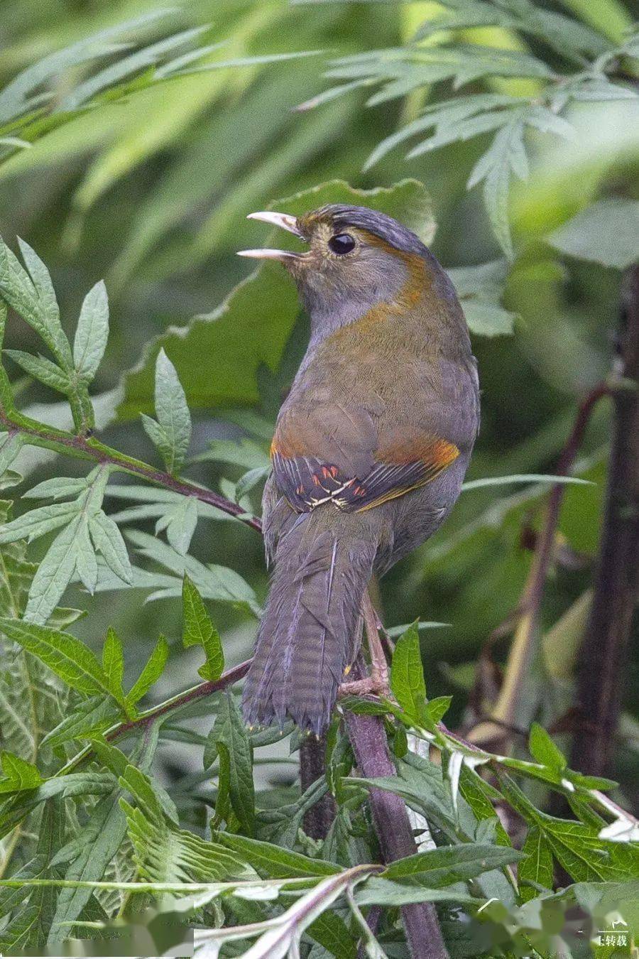 雌性灰胸薮鹛据宜宾市林业竹业局野保科工作人员介绍,目前宜宾市共