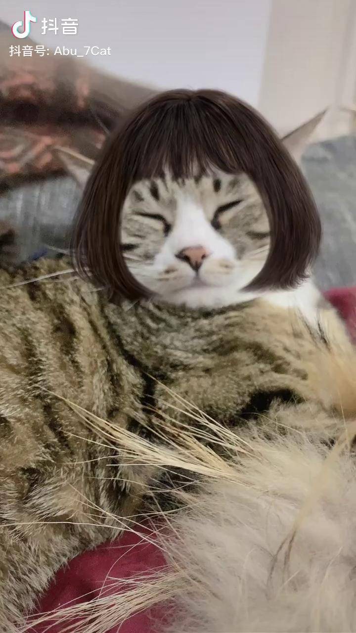 tony老师在线美发万年波波头狸花猫沙雕猫咪的日常