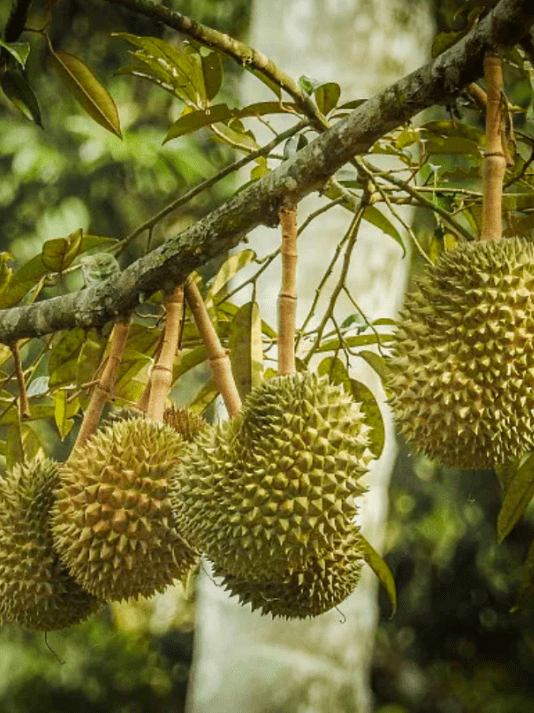 认清这些榴莲助你美味一年