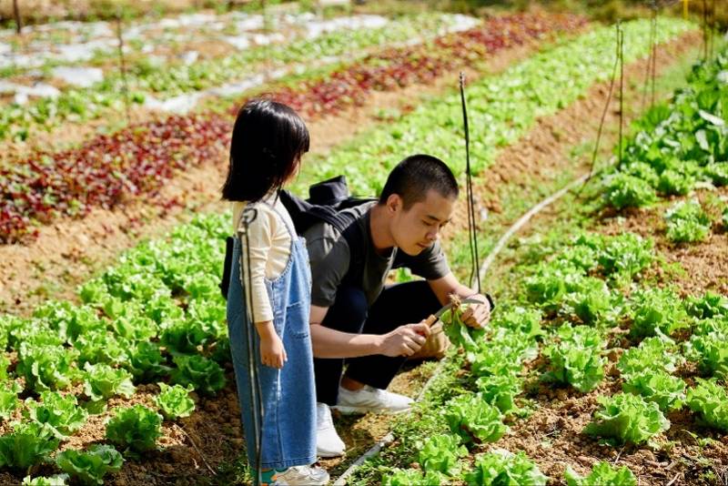 木公|碧桂园探索乡村振兴新模式特色产业发展成效初显