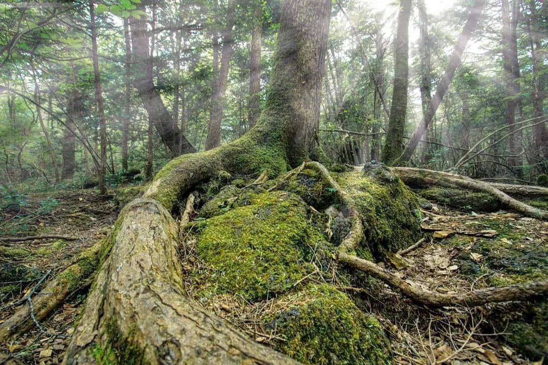 "大"惊世界的20片森林:林深百媚生_泰加林