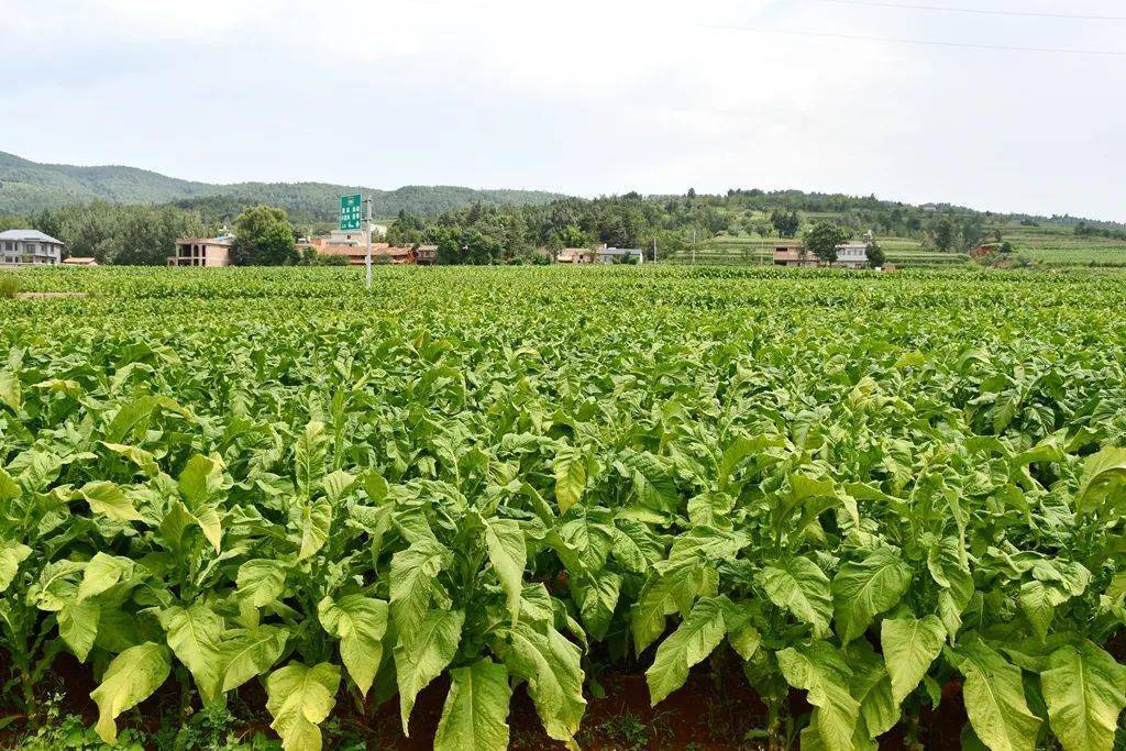 宣威市尚营烤烟种植合作社经理胡德雄介绍:"我们主抓烘烤技术培训,做