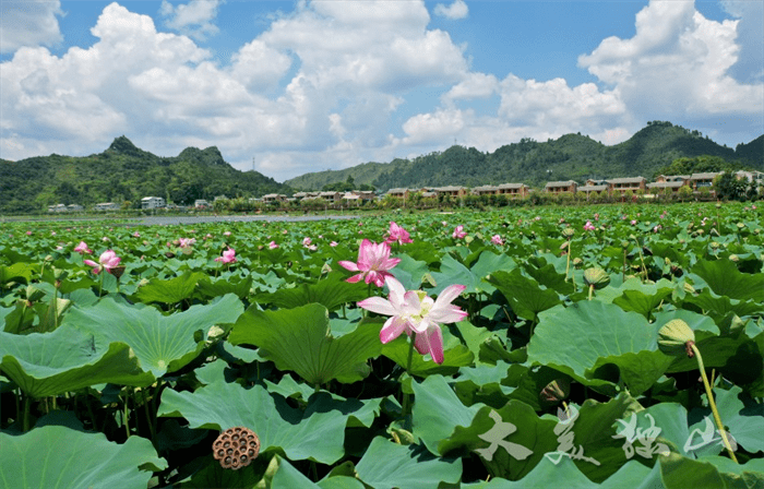 【大美独山】独山下司镇:夏日荷塘美如画