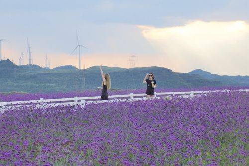 贵阳高坡：紫色花海如梦如幻