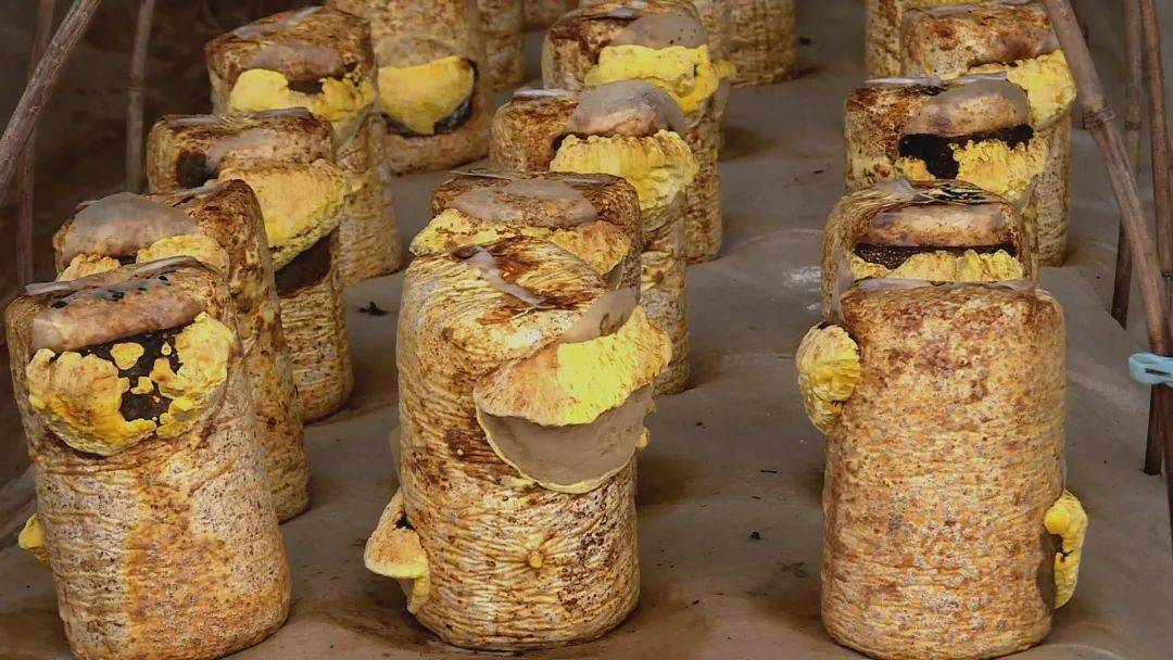 食用菌新品种"桑黄"试种成功 开辟产业增收新门路_种植