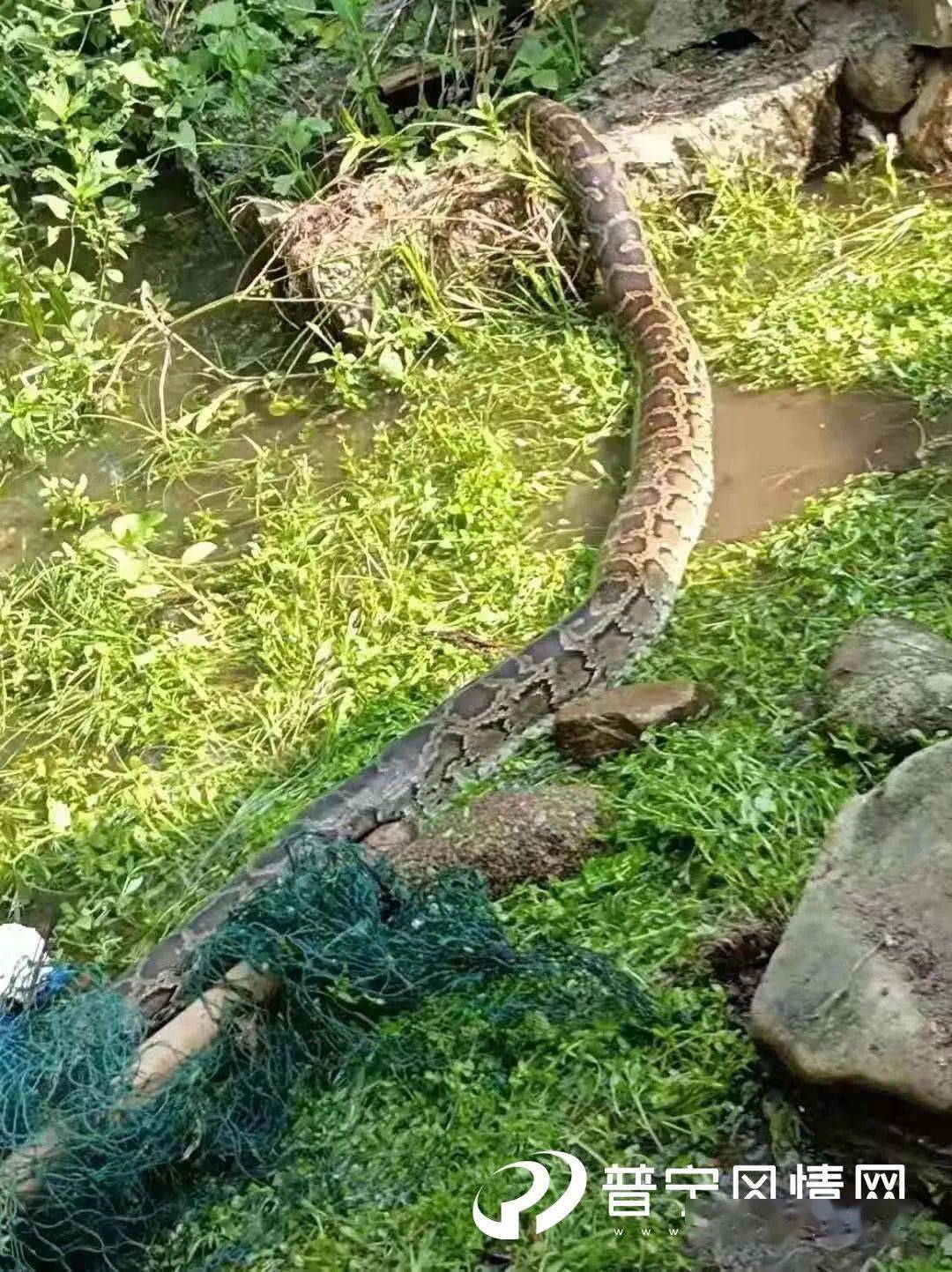 吓人!普宁山区惊现一条数米长大蟒蛇