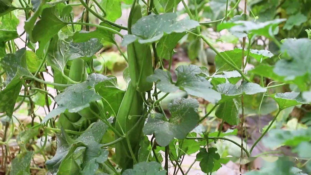 临夏市折桥镇:试种香甜"羊角蜜"成熟上市 新甜来袭!