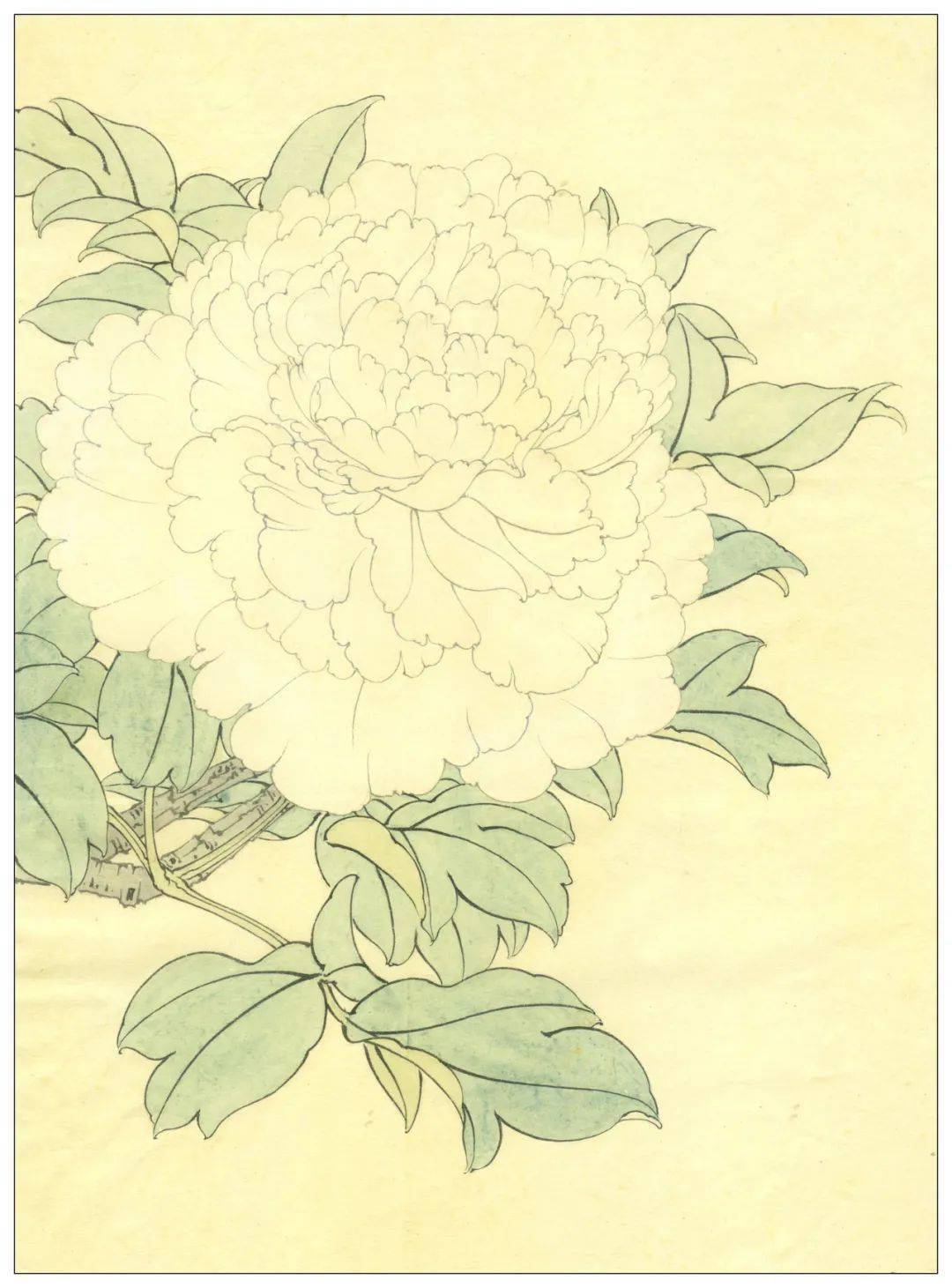 素材| 李晓明改编《田世光牡丹十五品》绘制步骤图 美不胜收_工笔画