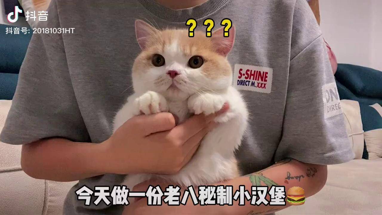 今日伙食猛梨秘製小漢堡猛男必看沙雕迷惑行為大賞家有傻貓老八秘製小