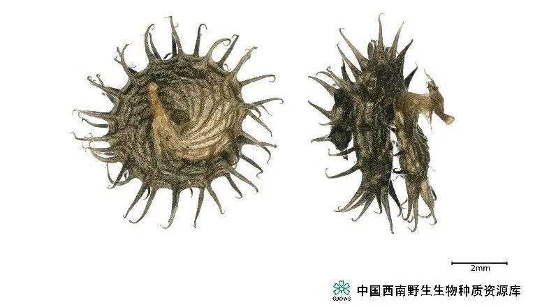 南苜蓿( medicago polymorpha )的果实呈螺旋状,能旋转2-6圈,表面长有