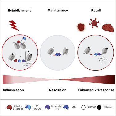 cellstemcell免疫細胞被訓練的有記憶可短時間大範圍與病菌戰鬥