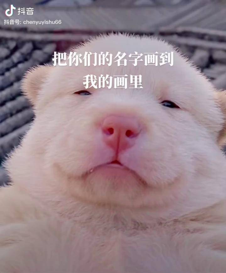 开播了还有老铁能找回来吗抖音视频关联萌宠梅尼耶