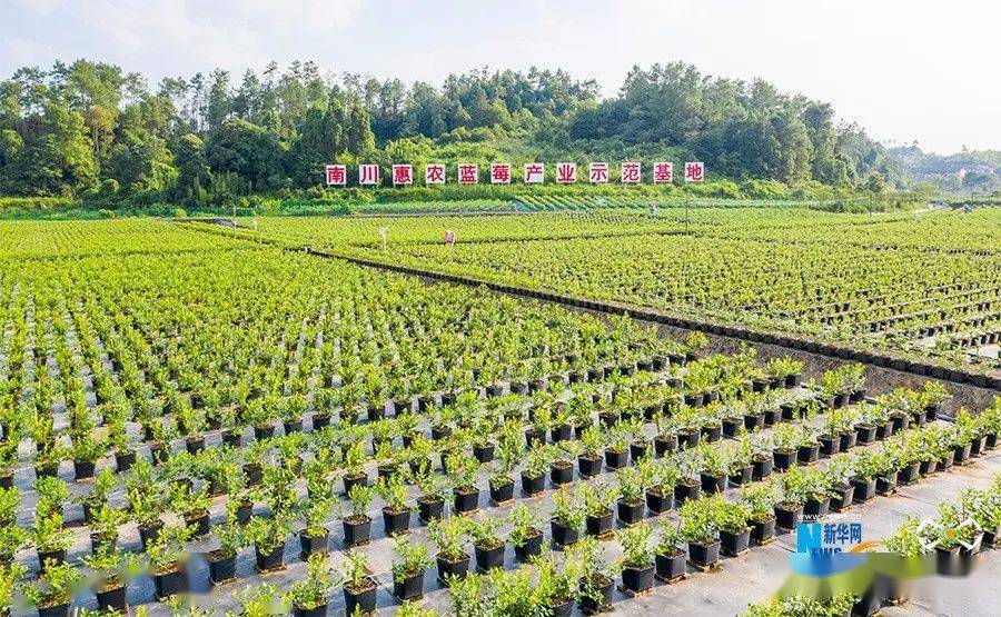 圖為南川惠農藍莓產業示範基地的全基質種植區.新華網發(甘昊旻 攝)