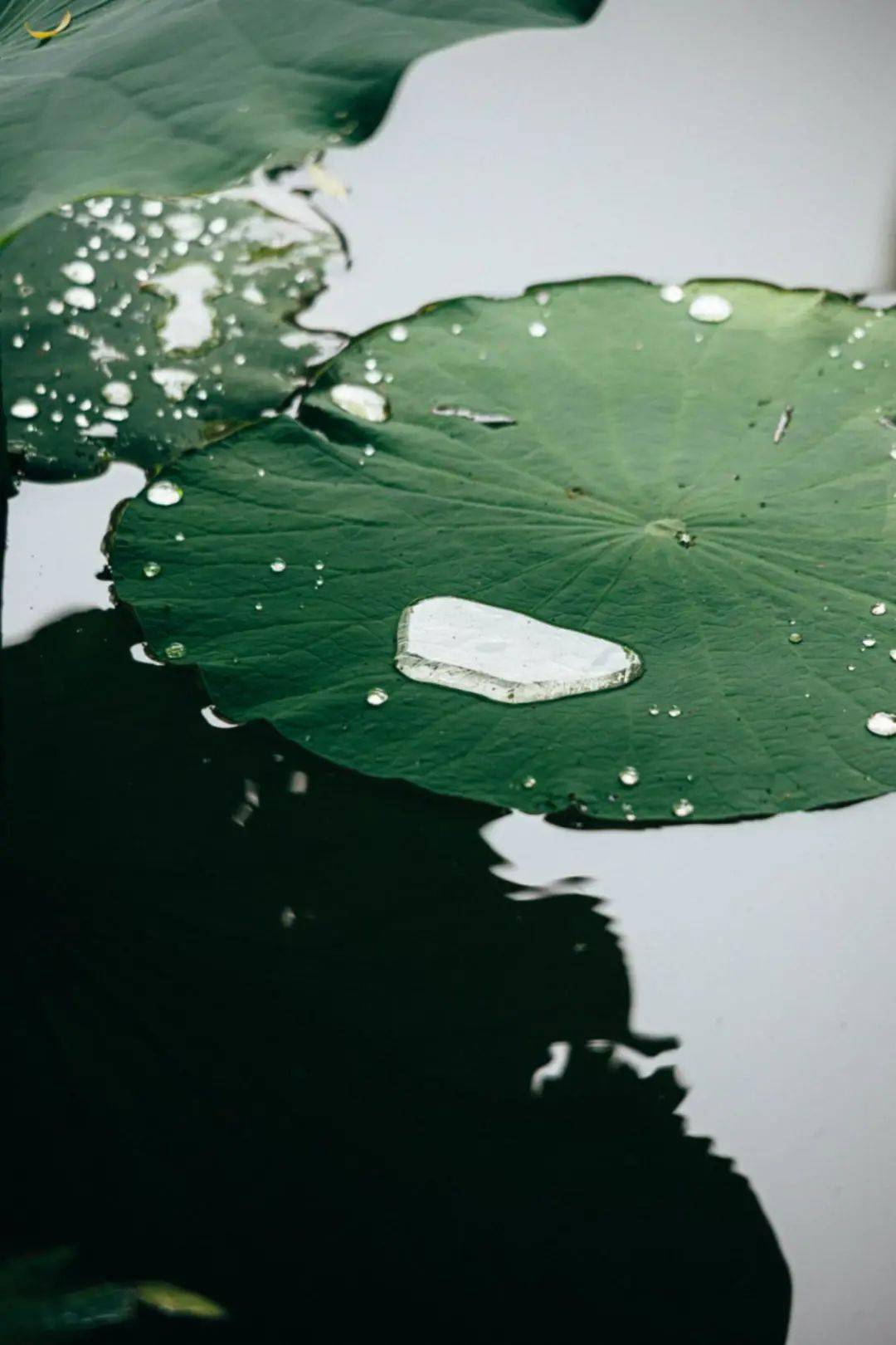 夕阳连雨足,应知不染心温柔旖旎,露重欹红亭亭窈然,濯影清流尽去秾华