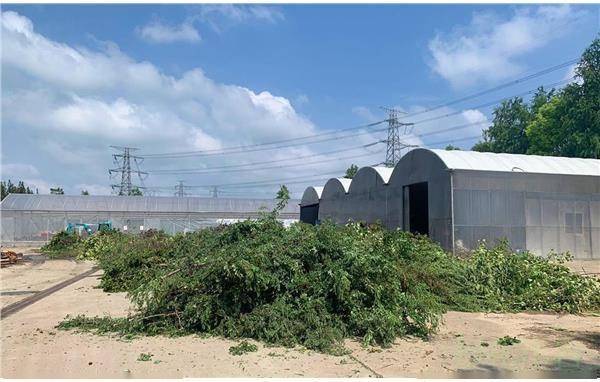 辰山植物园绿化废弃物处理场积极高效开展台风灾后恢复工作