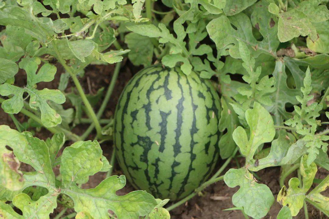 西瓜怎么育苗最有效 77b845ebfb25423fb6e6486130527806.jpeg