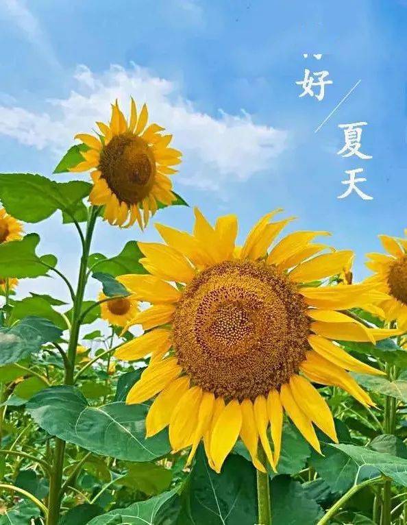 夏日拍照打卡指南 长丰这片向日葵花海怎么拍都美 楼镇