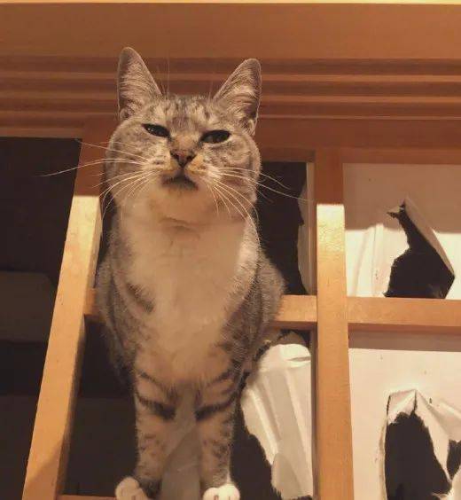 网络|当手里有零食和没零食时，猫的眼神区别大的很！