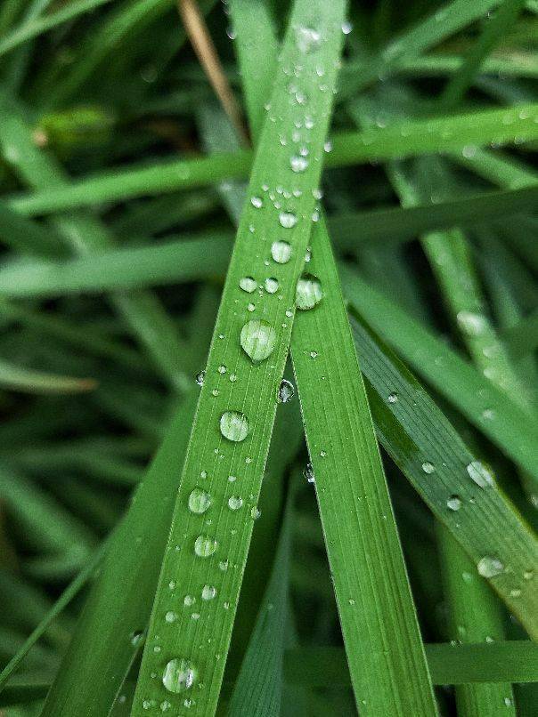 高原雨后夏天的那一丝丝清凉树木被雨水洗涤过后的清新