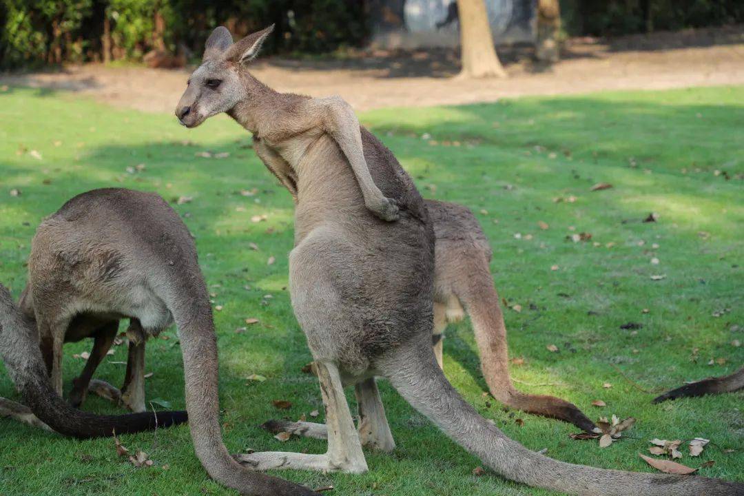 和袋鼠一起摇摇手烦恼全部都摇走