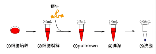 rna pull-down的秘传绝技,一口气都告诉你!_实验