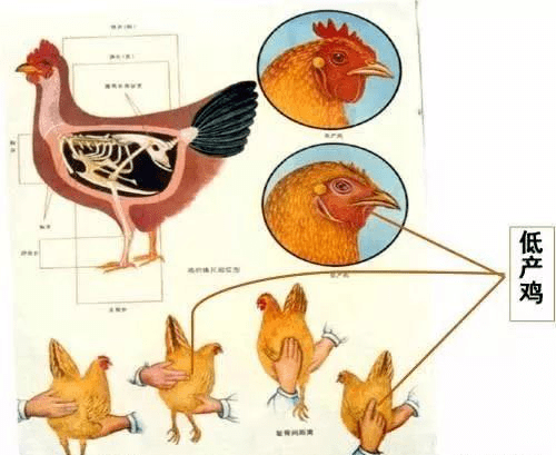 鸡的繁殖方式和过程图片