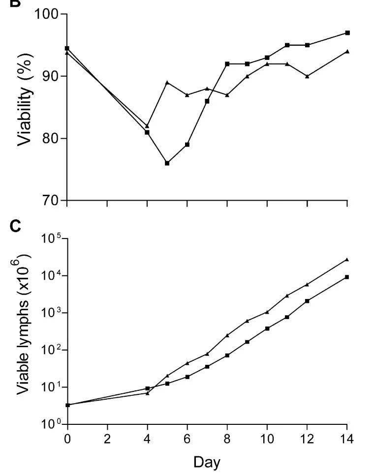 CD3/CD28 Beads刺激T细胞，活化标记和细胞数是如何变化的？_cn