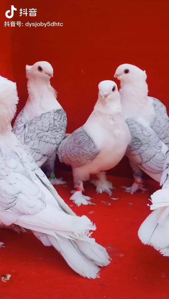 农村记录美好生活 观赏鸽