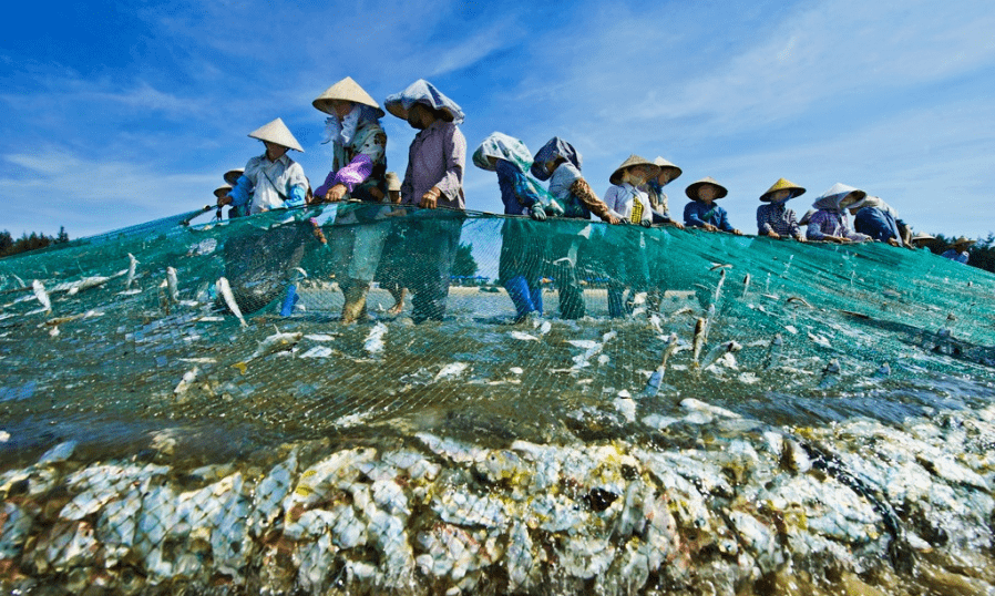 直击海陵岛开鱼盛宴!千帆竞发.万人拉网.头鱼拍卖!超值纯玩3天