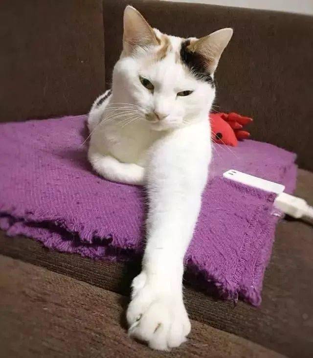 总爱伸出一只手这是猫在搞神秘仪式吗