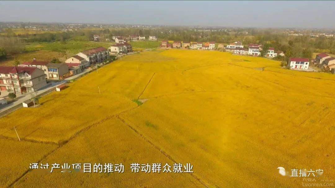 系列报道走进乡村看小康舒城县张母桥镇产业兴乡村美