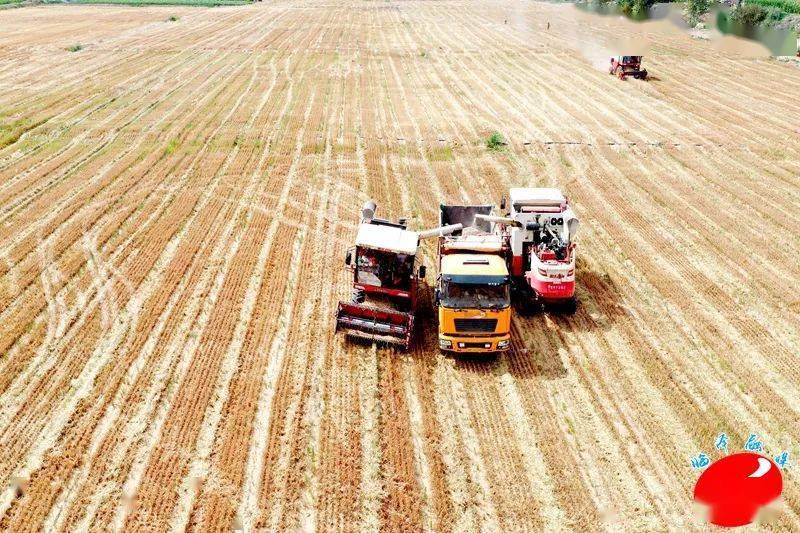 临泽县新华镇:富锶黑小麦喜获丰收_种植