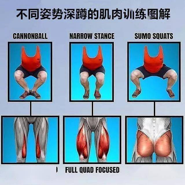 的肌肉训练图解:先送上一张不同深蹲姿势双脚不同的站姿所导致的.