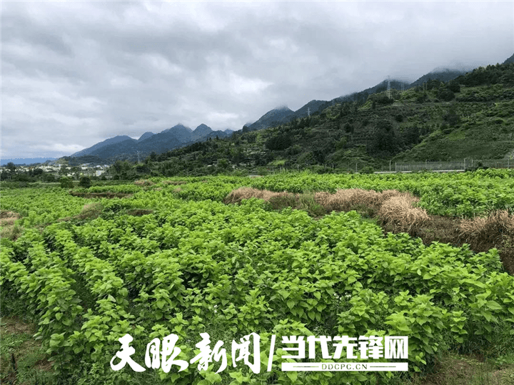贵州荔波佳荣镇图片
