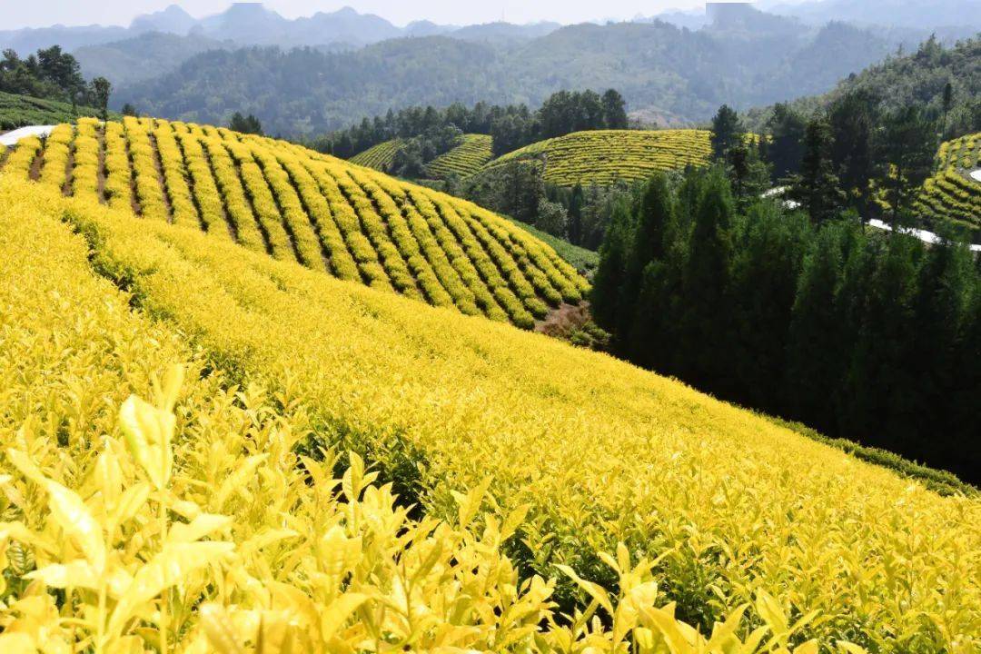 【在乡村振兴上开新局】织金:满坡尽染黄金色 昔日荒山变"金山"