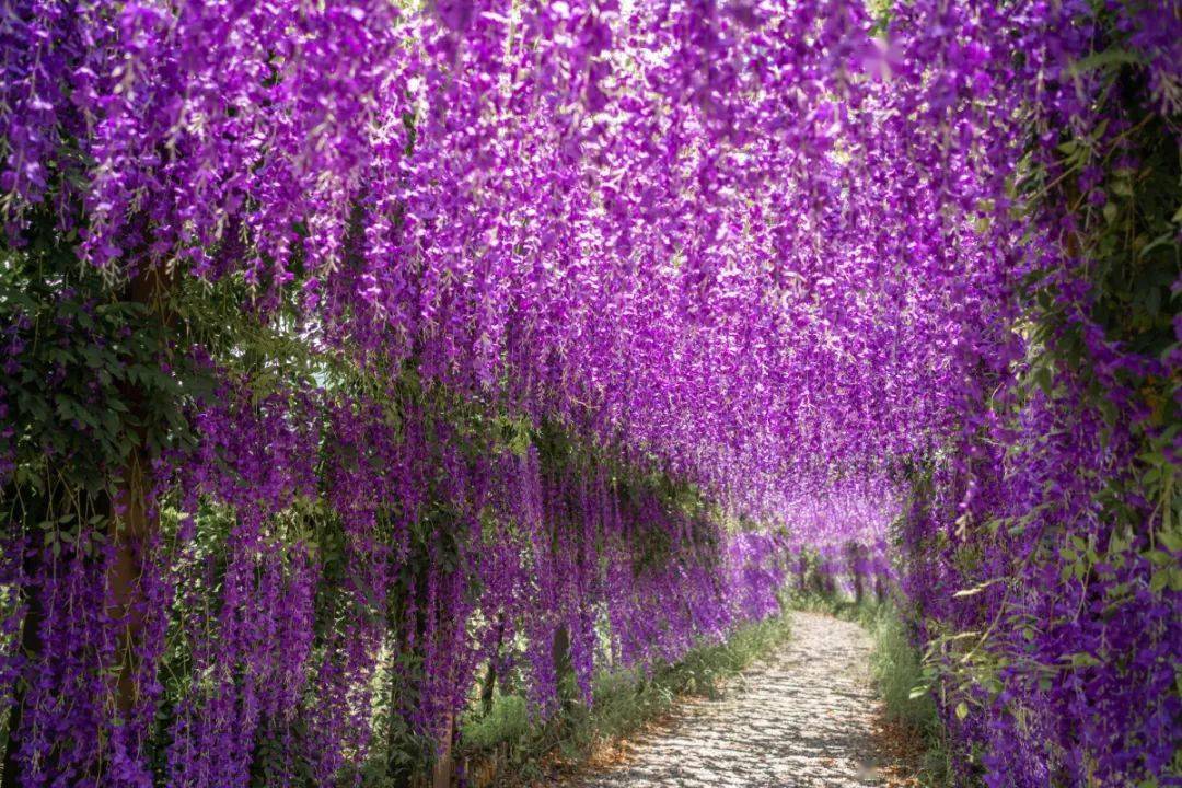 哪里有紫藤花旅游景点图片