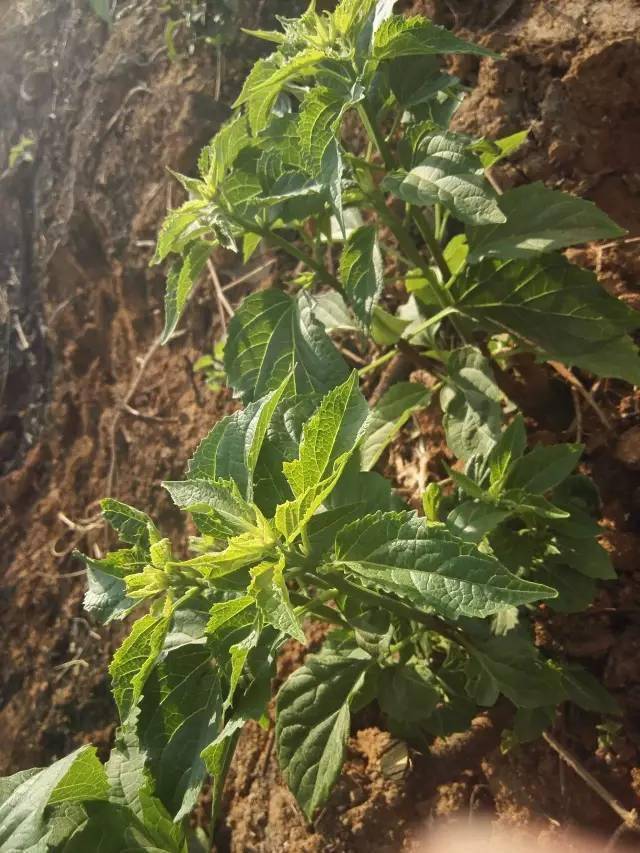 斑鸠菜有一种特殊的气味,微苦打上点猪油煮汤,配上糊海椒蘸水是攀枝花