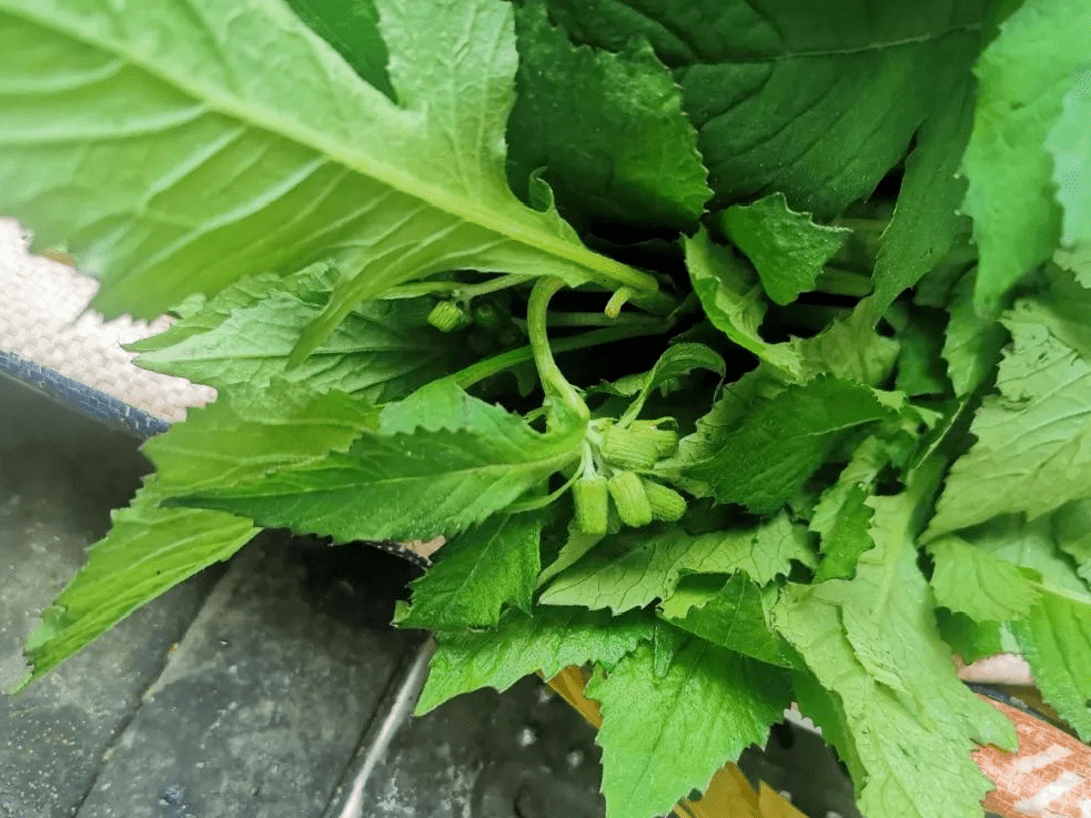 抗戰時期,食不果腹,都是吃這個菜來填飽肚子野茼蒿又被稱為革命菜②