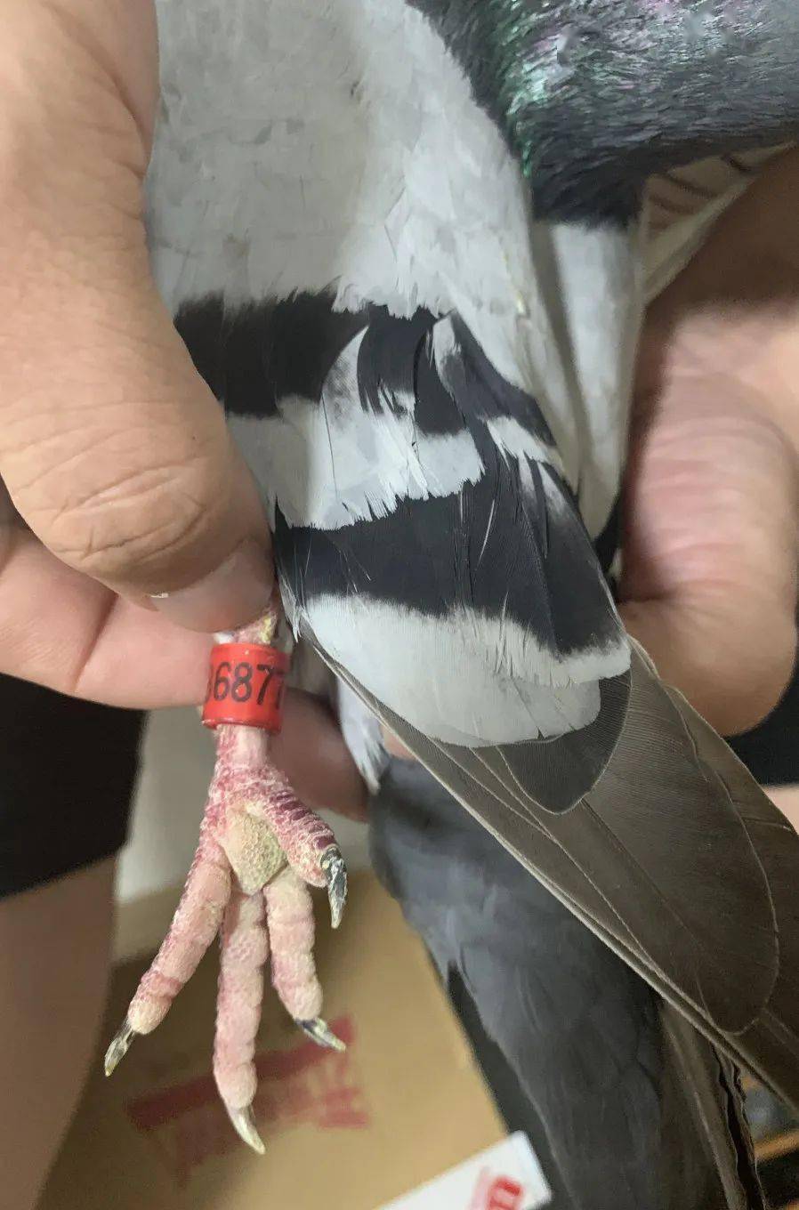 【我为群众办实事】信鸽差点变肉鸽 一根鸽毛暴露嫌犯_鸽子