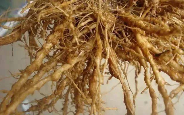 灭线虫杀虫卵防沤根生新根科学灭线新方案