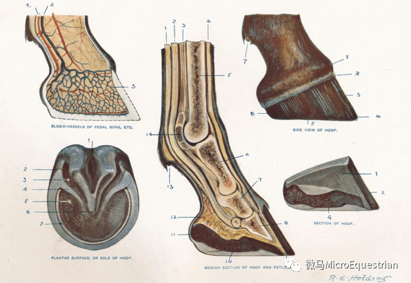 马蹄结构图片图图片