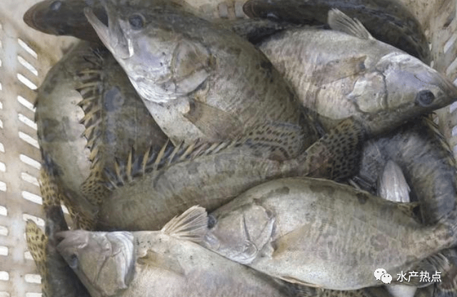 怎么养小鱼虾 9b4e9d57d6934f8b832041286b4e0f0d.png