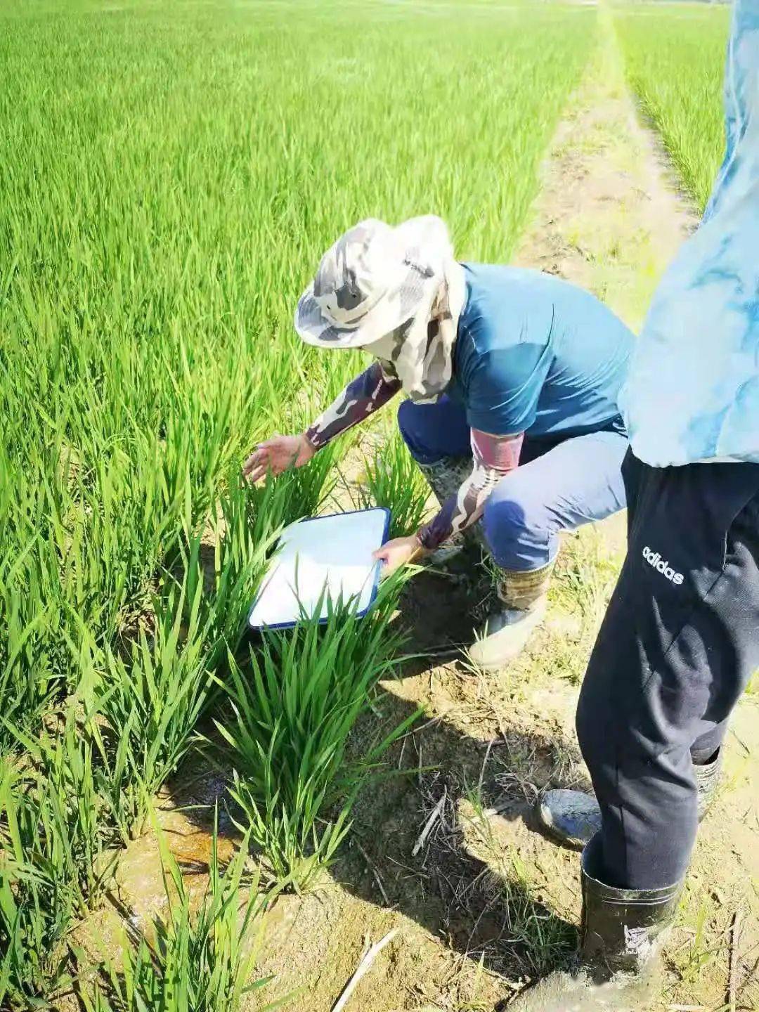 水稻生长进入关键期这份田间管理意见请及时查看