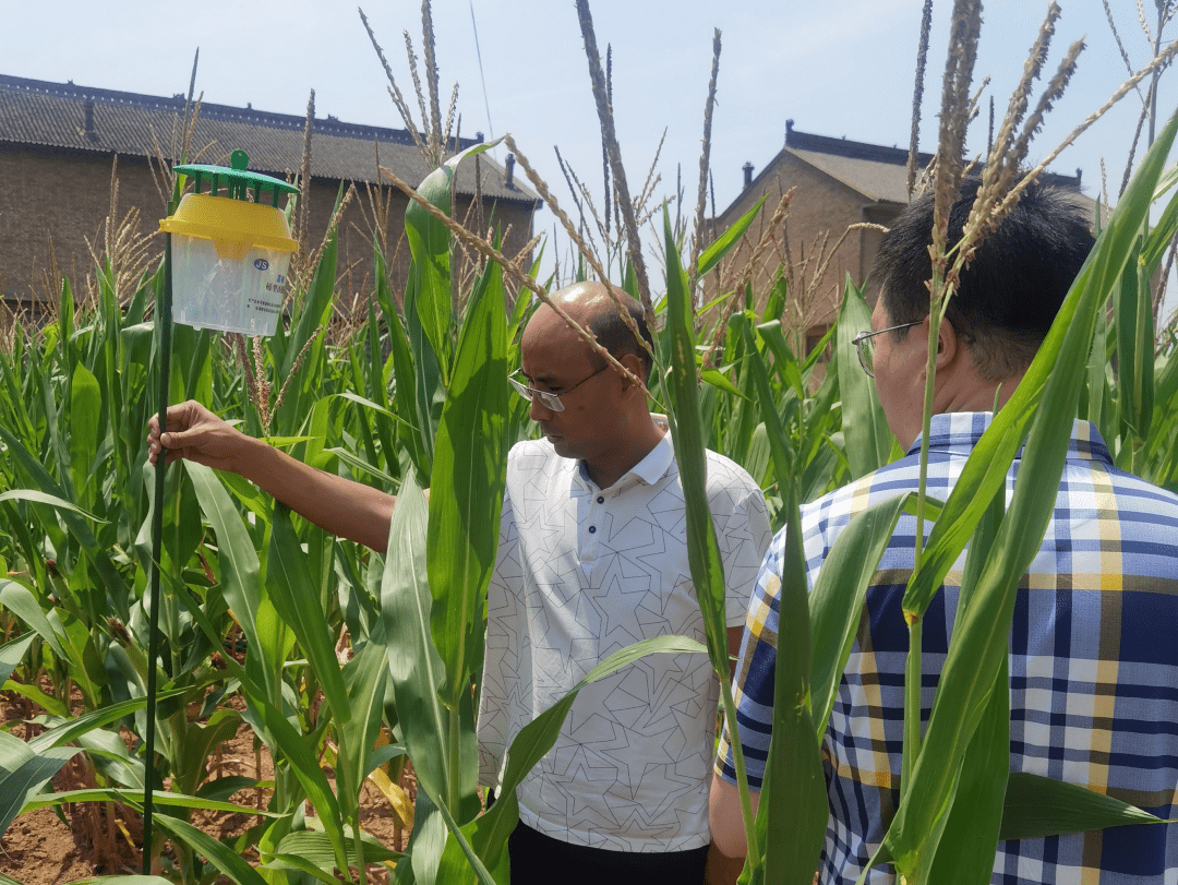 运城市|运城市农业农业局王根玉调研员指导玉米病虫害防控工作