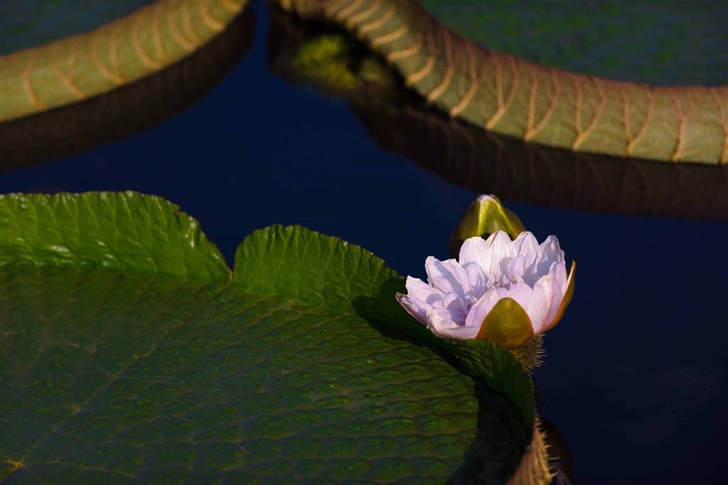 最大叶片直径1.6米 辰山植物园王莲到了最佳观赏期