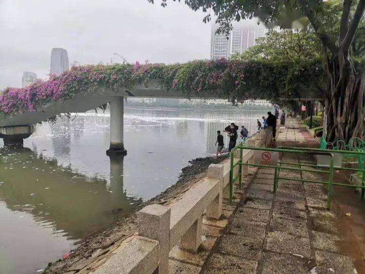 进行|“今早路过厦门这里，水上一片白花花的全是死鱼，好吓人，还看到有人...”