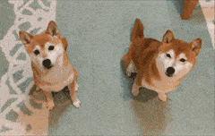 240_152gif 动态图 动图