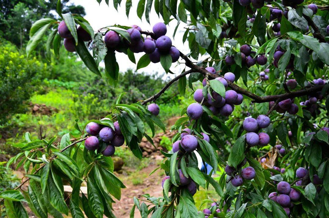 又脆又甜期待已久的眉山丹棱脆红李新鲜上线啦